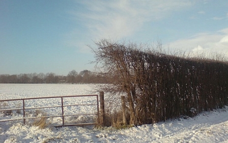 © Robert Rotifer Hecke im Schnee